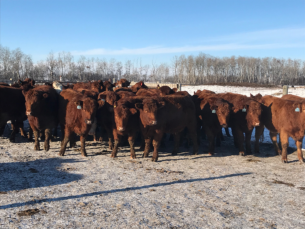 Bred Heifers for Sale in Saskatchewan | Woodlands Ranching